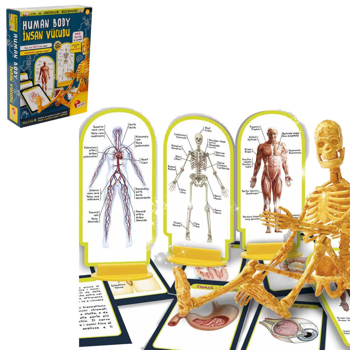 Human Body İnsan Vücudu Bilim Seti SNM-48960